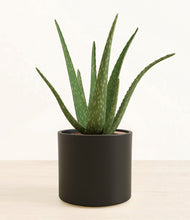 Load image into Gallery viewer, Black*****Succulent