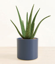Load image into Gallery viewer, Deep Navy*****Succulent