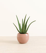 Load image into Gallery viewer, Calm Rose*****Profile