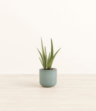 Load image into Gallery viewer, Reactive Aqua*****Profile