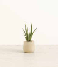 Load image into Gallery viewer, Almond Green*****Profile