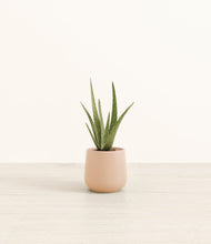 Load image into Gallery viewer, Gentle Pink*****Profile