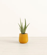 Load image into Gallery viewer, Mustard*****Profile