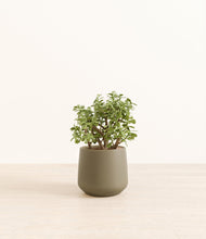 Load image into Gallery viewer, Olive*****Profile