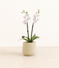 Load image into Gallery viewer, Almond Green*****Profile