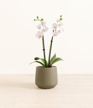 Load image into Gallery viewer, Olive*****Profile