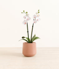 Load image into Gallery viewer, Calm Rose*****Profile