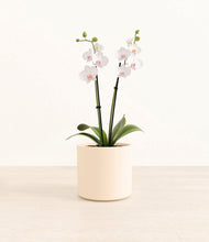 Load image into Gallery viewer, Cream*****Profile