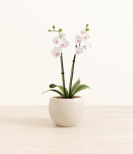 Load image into Gallery viewer, Shiny EggWhite*****Profile