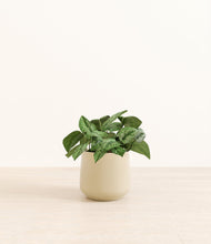 Load image into Gallery viewer, Almond Green*****Profile