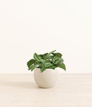 Load image into Gallery viewer, Shiny EggWhite*****Profile