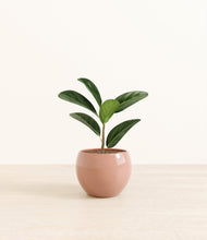 Load image into Gallery viewer, Calm Rose*****Profile