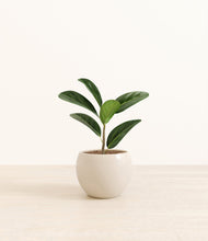 Load image into Gallery viewer, Shiny EggWhite*****Profile
