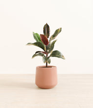Load image into Gallery viewer, Calm Rose*****Profile