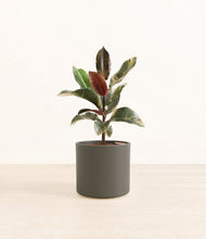 Load image into Gallery viewer, Dark Olive*****Profile