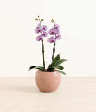 Load image into Gallery viewer, Calm Rose*****Profile
