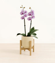 Load image into Gallery viewer, Almond Green stand:bamboo