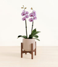 Load image into Gallery viewer, Eternal Gray stand:bamboo