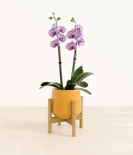 Load image into Gallery viewer, Mustard stand:bamboo