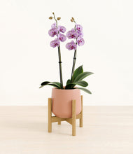 Load image into Gallery viewer, Calm Rose stand:bamboo