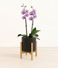 Load image into Gallery viewer, Black stand:bamboo