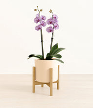 Load image into Gallery viewer, Cream stand:bamboo