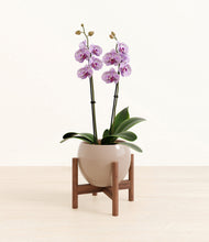 Load image into Gallery viewer, Desert Brown stand:bamboo