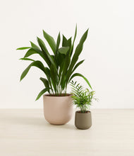 Lade das Bild in den Galerie-Viewer, Olive Branch