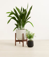 Lade das Bild in den Galerie-Viewer, Orca stand:one_stand