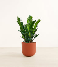 Load image into Gallery viewer, Earth Red*****Profile