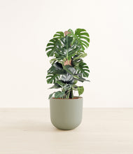 Lade das Bild in den Galerie-Viewer, Sage Green*****Profile