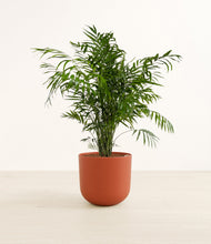 Load image into Gallery viewer, Earth Red*****Profile