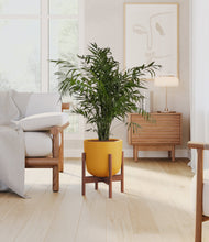Load image into Gallery viewer, Sunset Orange stand:walnut