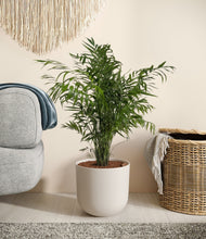 Load image into Gallery viewer, Natural Bamboo