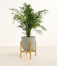 Load image into Gallery viewer, Sage Green stand:bamboo