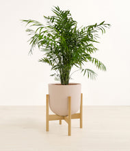 Load image into Gallery viewer, Sandy Pink stand:bamboo