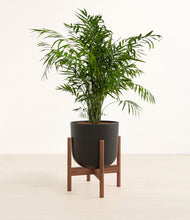 Load image into Gallery viewer, Stone Black stand:walnut