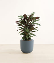 Load image into Gallery viewer, Iron Gray*****Profile