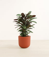 Load image into Gallery viewer, Earth Red*****Profile