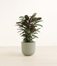 Load image into Gallery viewer, Sage Green*****Profile