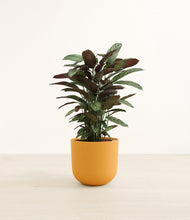 Load image into Gallery viewer, Sunset Orange*****Profile