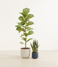 Load image into Gallery viewer, Midnight Moon*****Profile