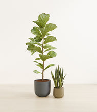 Load image into Gallery viewer, Misty Night*****Profile