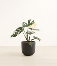 Load image into Gallery viewer, Stone Black*****Profile