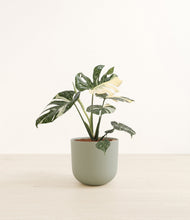 Load image into Gallery viewer, Sage Green*****Profile