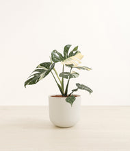 Load image into Gallery viewer, Natural Bamboo*****Profile