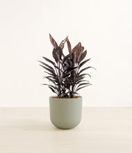 Load image into Gallery viewer, Sage Green*****Profile