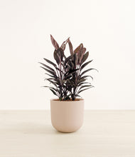 Load image into Gallery viewer, Sandy Pink*****Profile