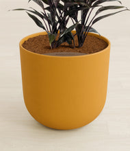 Load image into Gallery viewer, Sunset Orange stand:all