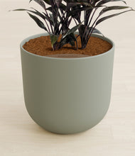 Load image into Gallery viewer, Sage Green stand:all